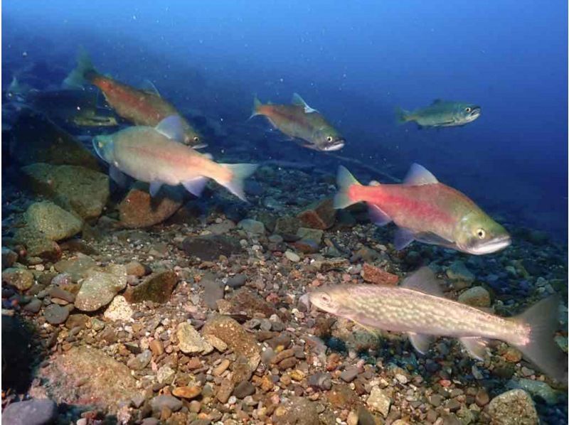 Hokkaido Lake Shikotsu Diving ・ Departs from 1 person. 2DIVE in the morning (2DIVE from the afternoon is also possible) 4 / 29-11 / 6 Held for a limited timeの紹介画像