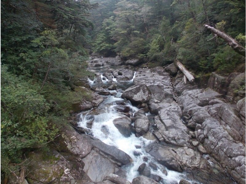 【鹿児島県･熊毛郡】初心者～上級者コースを選択できる！ ヤクスギランド～紀元杉トレッキングコースの紹介画像
