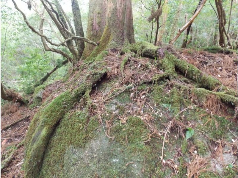 【鹿児島県･熊毛郡】初心者～上級者コースを選択できる！ ヤクスギランド～紀元杉トレッキングコースの紹介画像