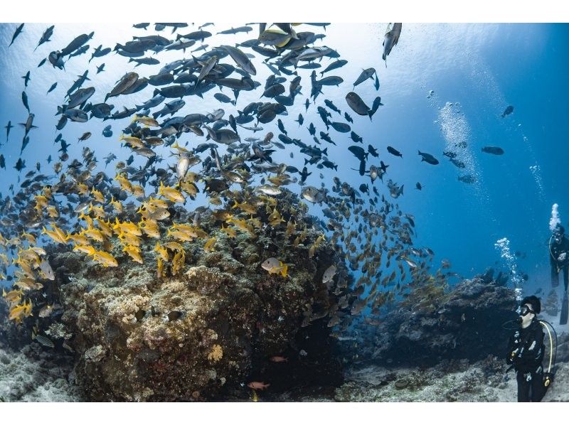 【沖縄・那覇】国立公園慶良間諸島体験ダイビング２ダイブ＋シュノーケリング｜1名様の参加OK｜初めてでも安心｜泳げなくてもOKの紹介画像