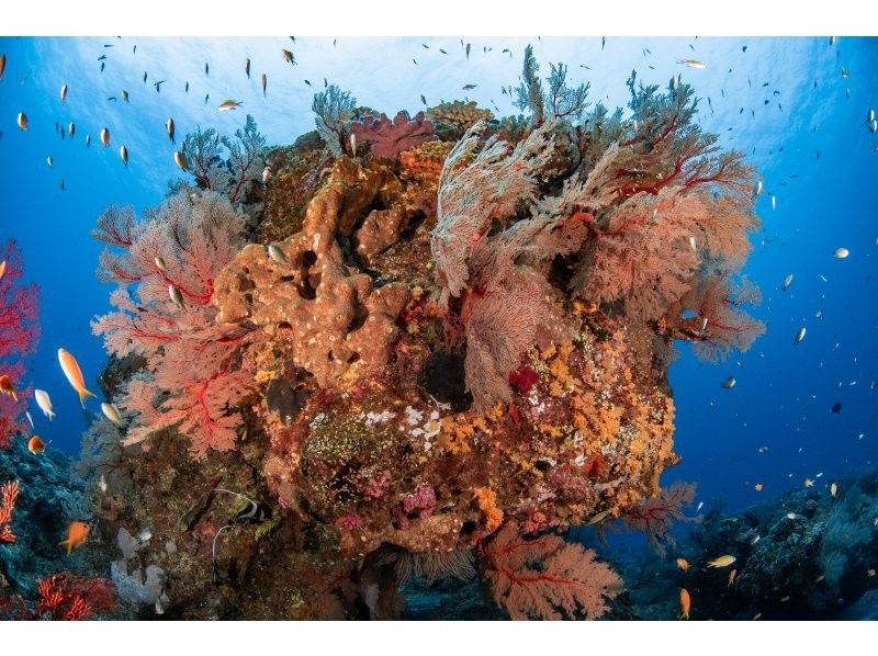 【沖縄・那覇】国立公園慶良間諸島体験ダイビング２ダイブ＋シュノーケリング｜1名様の参加OK｜初めてでも安心｜泳げなくてもOKの紹介画像