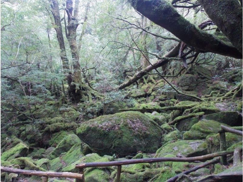 [Kagoshima /Kumage-gun] Great deals! Shiratani Unsuikyo Moss Forest Trekking Course + Island Sightseeing-Pick-up car available (7 hours)の紹介画像