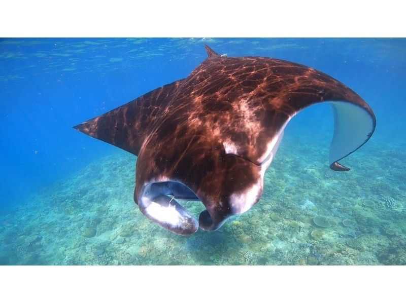 【沖縄・那覇発】国立公園慶良間諸島シュノーケリング｜初心者大歓迎｜4名様以上のご参加OK｜器材レンタル付の紹介画像