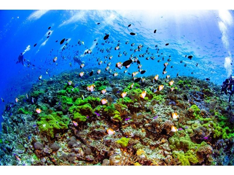 [오키나와&middot;나하] C 카드를 취득하자! 【NAUI 스쿠버 다이버 코스 (사전 학습 + 2 일)]の紹介画像