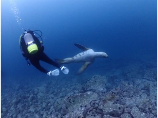 2025-2026【北海道】野生のトドとダイビング! 北海道トドウォッチングダイビング【冬季限定開催12/16-3/15】 2025-2026【北海道】野生のトドとダイビング! 北海道トドウォッチングダイビング【冬季限定開催12/16-3/15】