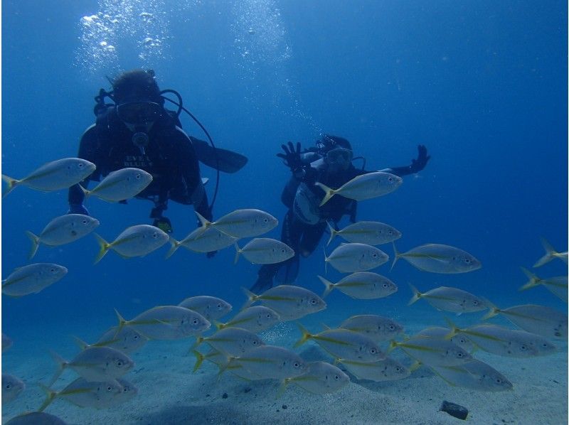 ★Spring♪Limited campaign★Experience diving with sea turtles! No.1 chance of encountering sea turtles among our courses★Two sessions in the morning and afternoon! Free use of the island's largest facilityの紹介画像