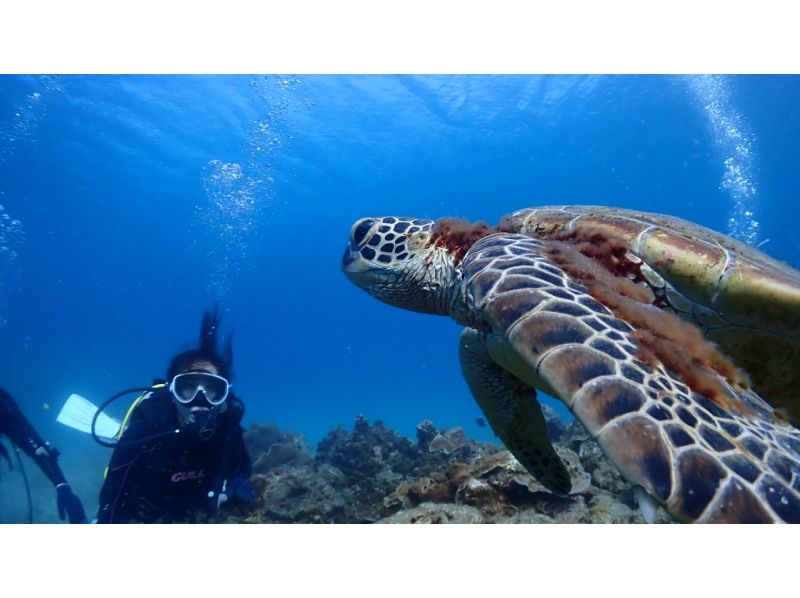 ★Spring♪Limited campaign★Experience diving with sea turtles! No.1 chance of encountering sea turtles among our courses★Two sessions in the morning and afternoon! Free use of the island's largest facilityの紹介画像