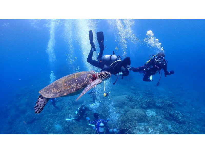 ★Spring♪Limited campaign★Experience diving with sea turtles! No.1 chance of encountering sea turtles among our courses★Two sessions in the morning and afternoon! Free use of the island's largest facilityの紹介画像