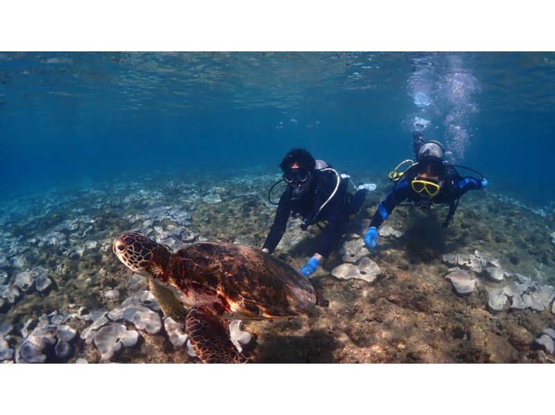 ★Spring♪Limited campaign★Experience diving with sea turtles! No.1 chance of encountering sea turtles among our courses★Two sessions in the morning and afternoon! Free use of the island's largest facilityの紹介画像