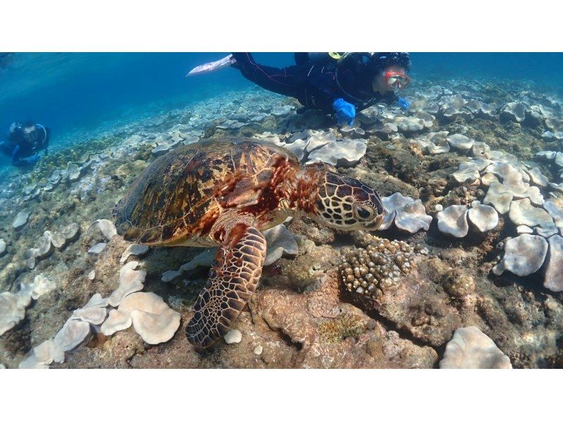 ★Spring♪Limited campaign★Experience diving with sea turtles! No.1 chance of encountering sea turtles among our courses★Two sessions in the morning and afternoon! Free use of the island's largest facilityの紹介画像