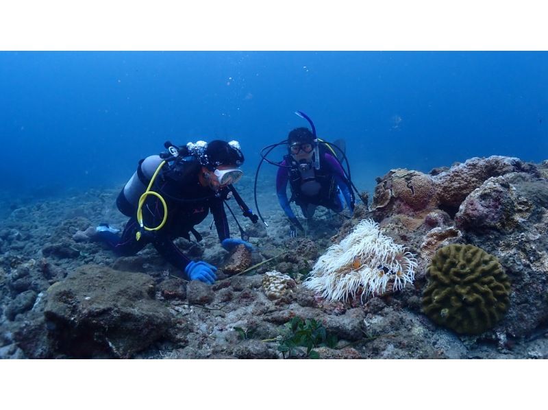 ★Spring♪Limited campaign★Experience diving with sea turtles! No.1 chance of encountering sea turtles among our courses★Two sessions in the morning and afternoon! Free use of the island's largest facilityの紹介画像