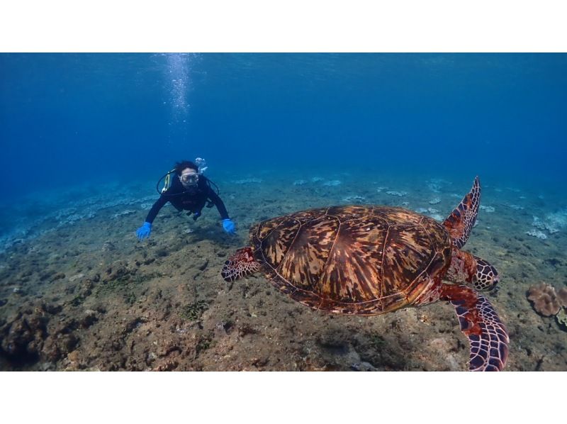 ★Spring♪Limited campaign★Experience diving with sea turtles! No.1 chance of encountering sea turtles among our courses★Two sessions in the morning and afternoon! Free use of the island's largest facilityの紹介画像