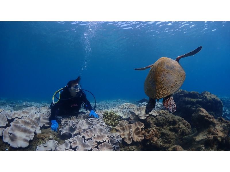 ★Spring♪Limited campaign★Experience diving with sea turtles! No.1 chance of encountering sea turtles among our courses★Two sessions in the morning and afternoon! Free use of the island's largest facilityの紹介画像