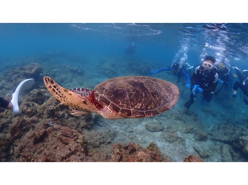 ★Spring♪Limited campaign★Experience diving with sea turtles! No.1 chance of encountering sea turtles among our courses★Two sessions in the morning and afternoon! Free use of the island's largest facilityの紹介画像