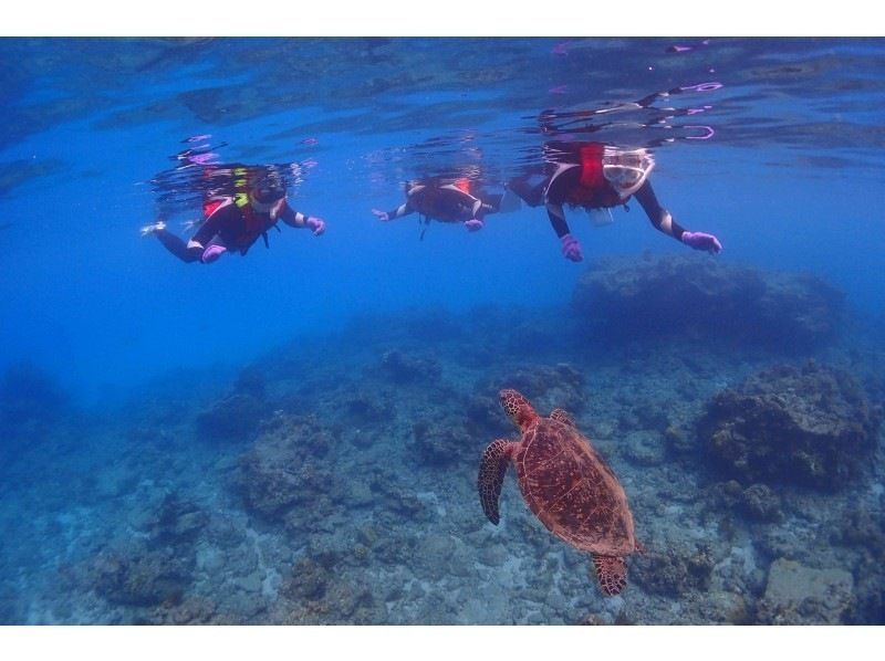 【鹿児島・屋久島】白谷雲水峡トレッキング（苔むす森コース）＆スノーケリング(1日または2日)セットプランでたっぷり楽しもう！！の紹介画像