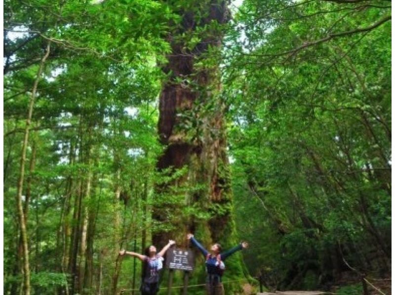 【鹿児島・屋久島】白谷雲水峡トレッキング（苔むす森コース）＆スノーケリング(1日または2日)セットプランでたっぷり楽しもう！！の紹介画像