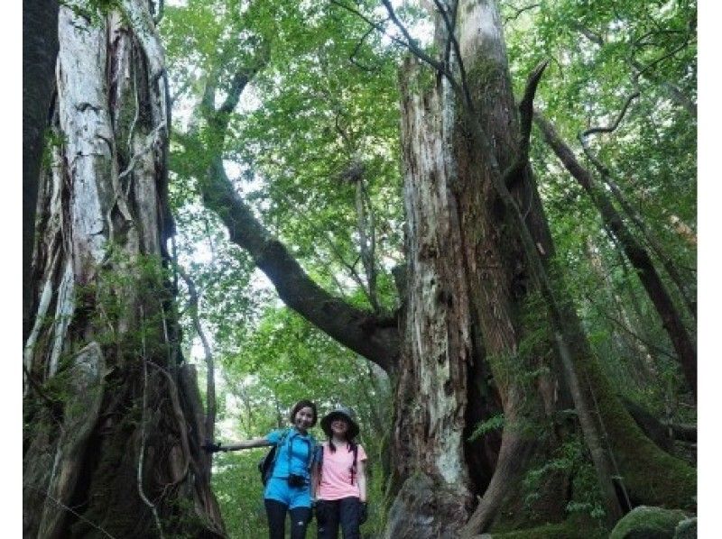 [คาโกชิมา / ยูกุชิมะ] มาโลภและสนุกกันเถอะ! เดินป่าชิราทานิ (ขึ้นหินกลอง) & ดำน้ำตื้น (1 วัน)の紹介画像