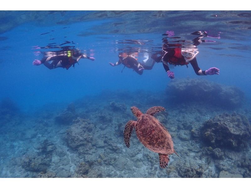 【鹿児島・屋久島】「縄文杉トレッキング＆スノーケリングコース」（２日間）大満足なセットプランでお得感◎それぞれ専門ガイドがご案内！の紹介画像