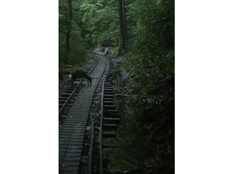 【鹿児島・屋久島】「縄文杉トレッキング＆体験ダイビングウミガメコース」満足度◎２日間でじっくりと大自然を感じるセットプランの紹介画像