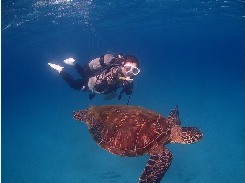 【鹿児島・屋久島】「縄文杉トレッキング＆体験ダイビングウミガメコース」満足度◎２日間でじっくりと大自然を感じるセットプランの紹介画像