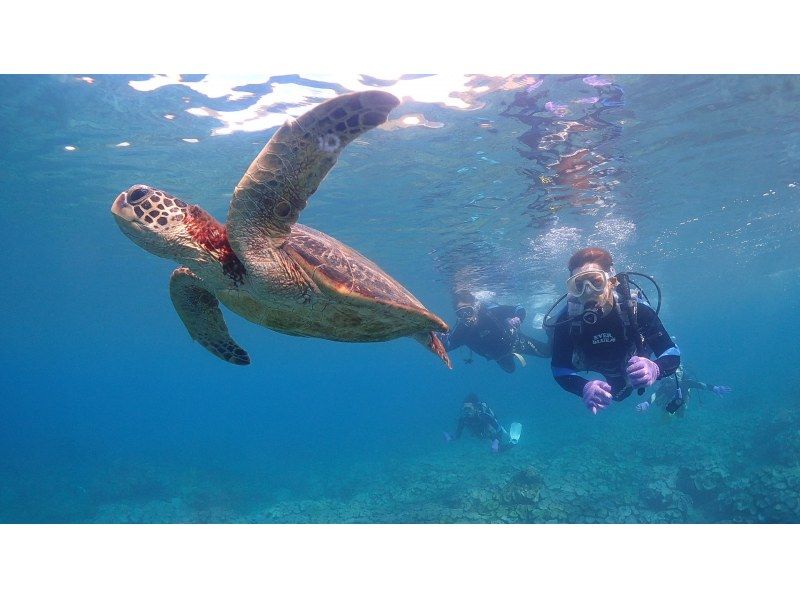 【鹿児島・屋久島】「縄文杉トレッキング＆体験ダイビングウミガメコース」満足度◎２日間でじっくりと大自然を感じるセットプランの紹介画像