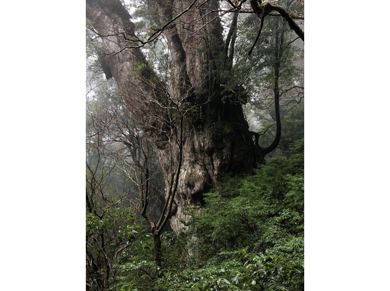 【鹿児島・屋久島】「縄文杉トレッキング＆体験ダイビングウミガメコース」満足度◎２日間でじっくりと大自然を感じるセットプランの紹介画像