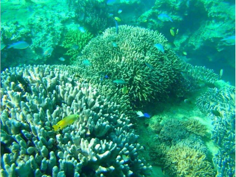 [Okinawa Honjima, Onna village] SUP &Snorkeling picnic! ★ With photosの紹介画像