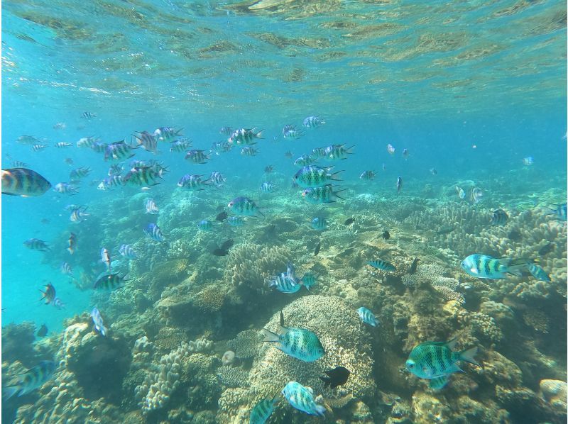 [1 group reserved/Onna Village] A tour where you can enjoy Sapp and snorkeling! ★Includes photos and videosの紹介画像