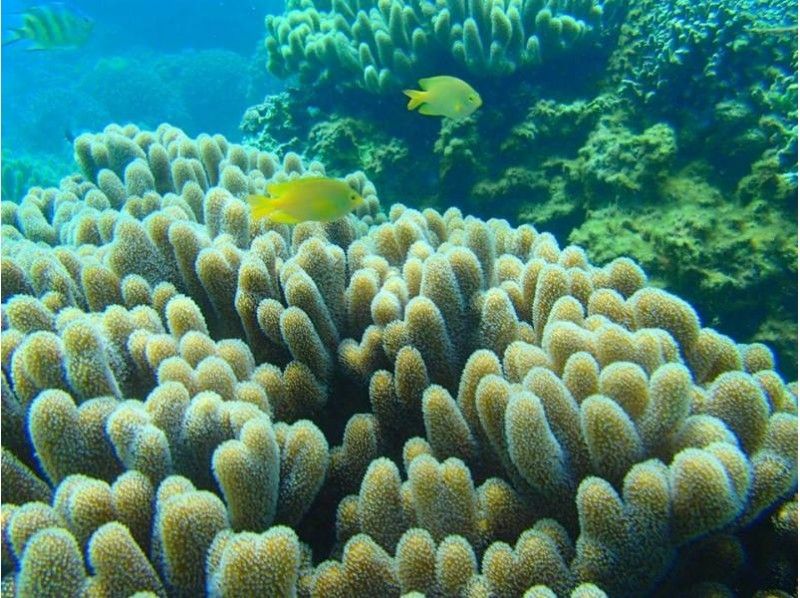 [Okinawa Honjima, Onna village] SUP &Snorkeling picnic! ★ With photosの紹介画像