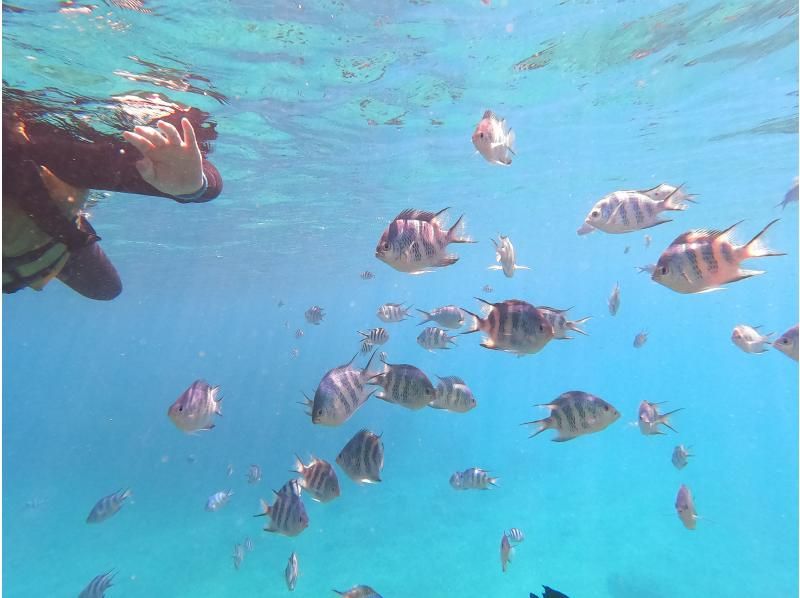 [1 group reserved/Onna Village] A tour where you can enjoy Sapp and snorkeling! ★Includes photos and videosの紹介画像