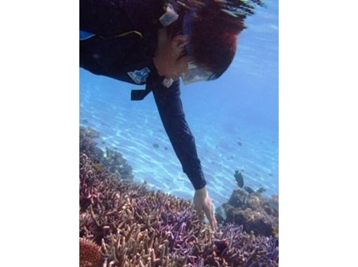 沖縄 石垣 サンゴ 熱帯魚が見れる美しい海へ 石垣島周辺シュノーケリングコース アクティビティジャパン