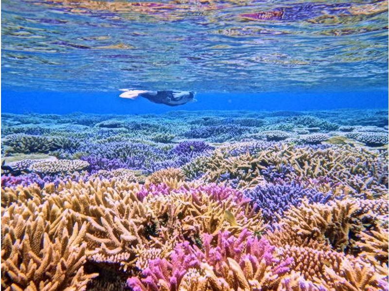 [โอะกินะวะอิชิกากิ] เป็นครั้งแรกแม้ความสงบของจิตใจ! หลักสูตรดำน้ำดูปะการัง 5hour [พื้นที่ของวิสัยทัศน์ Taketomi เกาะ]の紹介画像