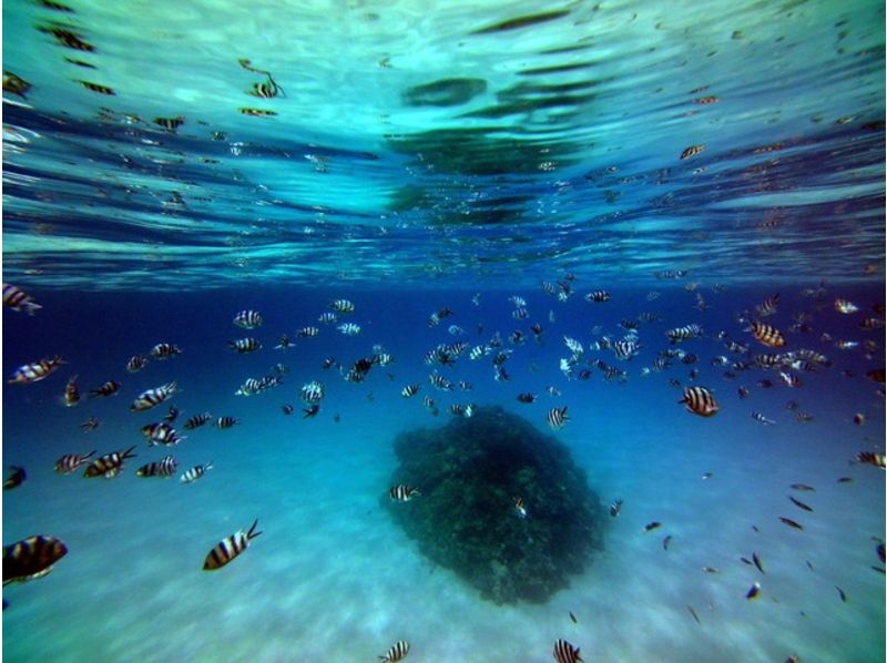 [โอกินาว่า・ อิชิกากิ】สัมผัสโลกใต้ทะเลในอันดับที่สูงขึ้น! 1 วัน Kuroshimaการดำน้ำตื้น(Snorkeling)หลักสูตร【โจมตีเกาะอิชิงากิ】の紹介画像
