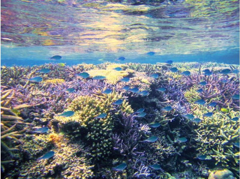 [โอะกินะวะอิชิกากิ] สร้างหลักสูตรตามต้องการ! ดำน้ำดูปะการังเช่าเหมาลำเรือยอชท์แน่นอน [5 ชั่วโมง]の紹介画像