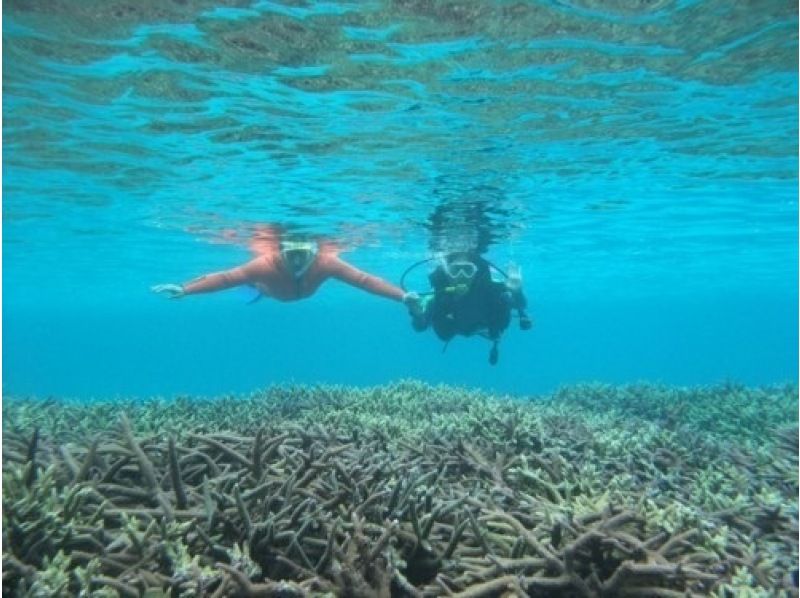 [鹿儿岛/奄美大岛南部] 大岛海峡、挂间岛珊瑚礁体验潜水和浮潜、游艇巡游。 1天课程の紹介画像