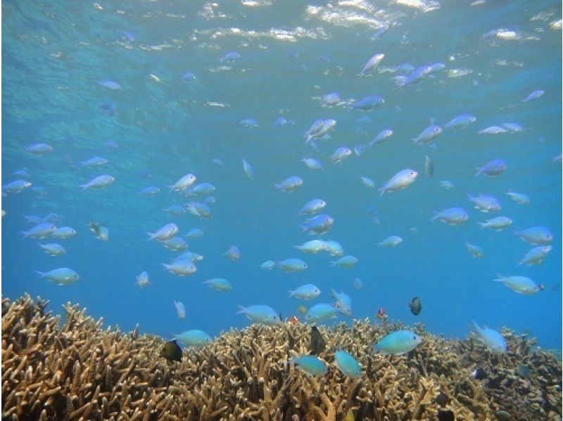 [Kagoshima / Southern Amami Oshima] Oshima Strait, Kakeromajima Coral Reef Experience Dive & Snorkel, Yacht Cruise. 1 day courseの紹介画像