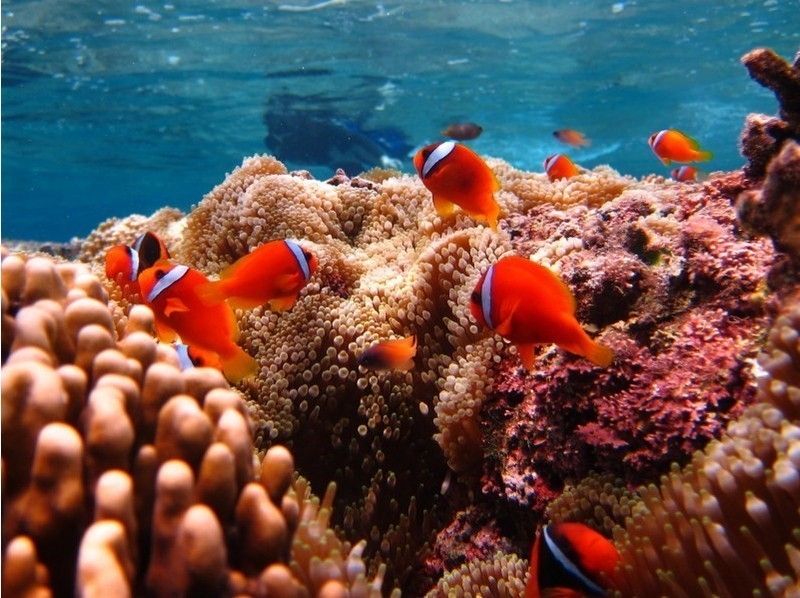 [冲绳Iriomote岛，巴拉斯岛]到幻影的珊瑚岛！半日浮潜之旅の紹介画像