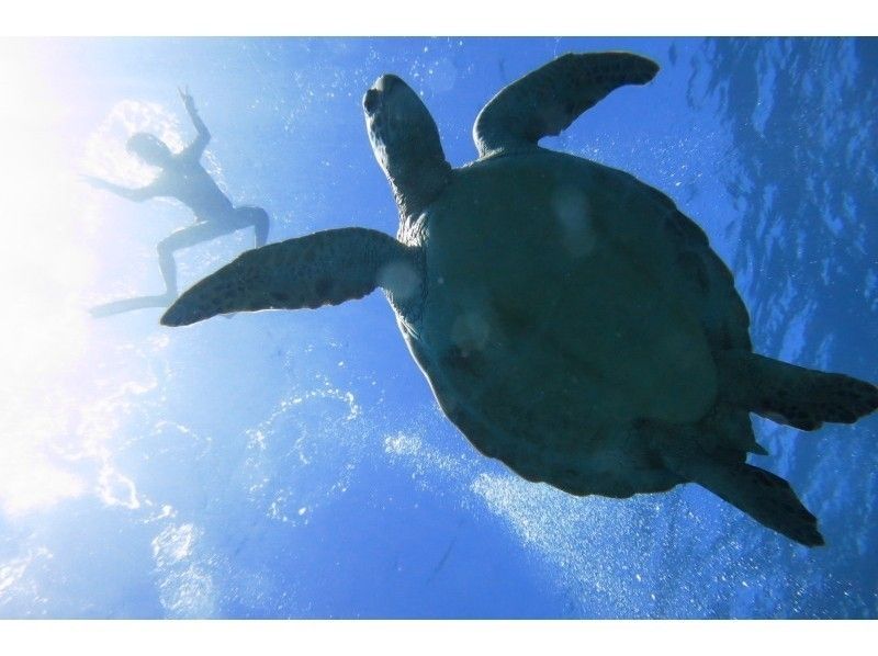 [冲绳西表岛，巴拉斯岛，哈托马岛] 1天浮潜之旅，珊瑚礁和星沙点，龟点の紹介画像