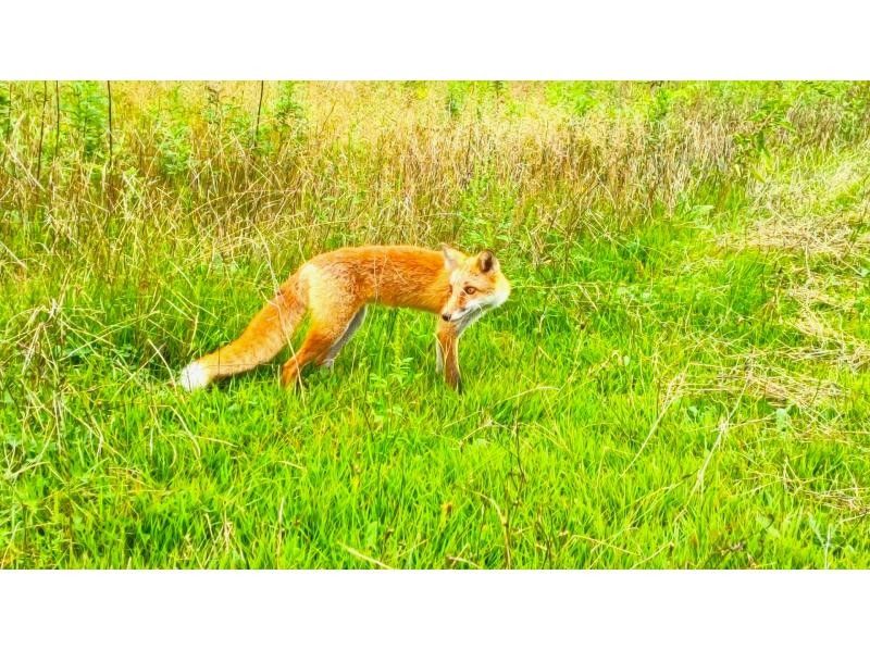 【北海道・函館】大自然・野生動物・オフロード！大沼をセグウェイで駆け巡ろう！【2時間30分】の紹介画像