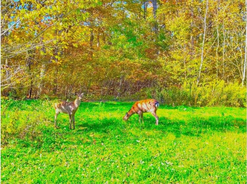 【北海道・函館】大自然・野生動物・オフロード！大沼をセグウェイで駆け巡ろう！【2時間30分】の紹介画像