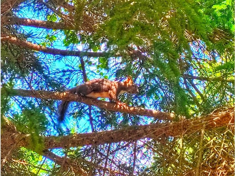 【北海道・函館】大自然・野生動物・オフロード！大沼をセグウェイで駆け巡ろう！【2時間30分】の紹介画像