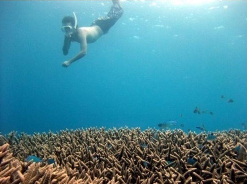 【奄美大岛南部】珊瑚礁体验深潜 + 皮艇浮潜の紹介画像