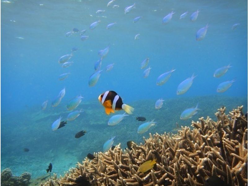 【Amami Oshima Southern part】 Coral reef experience diving + snorkel riding in Kayakの紹介画像