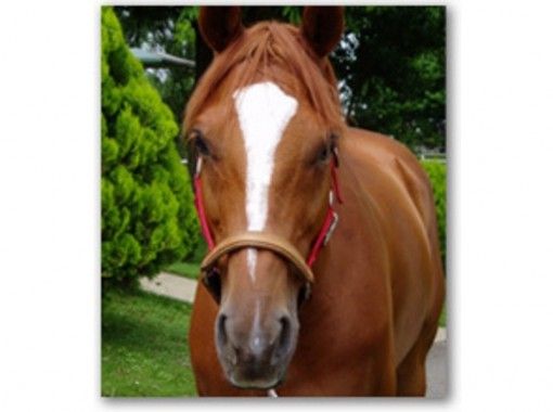 茨城 水戸 馬にまたがってみよう 体験乗馬 1回コース 乗馬 アクティビティジャパン 茨城 水戸 馬にまたがってみよう 体験乗馬 1回コース 乗馬 アクティビティジャパン