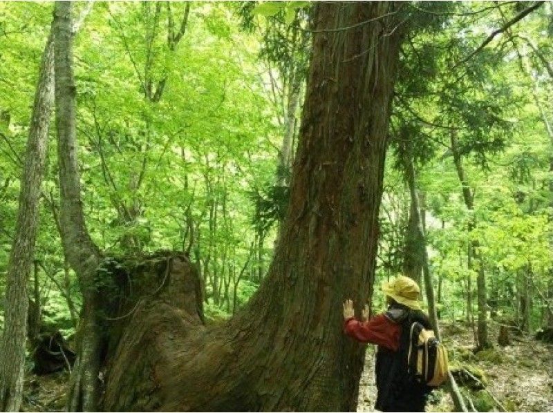 鳥取 八頭郡智頭町 芦津の森林で心も体もリフレッシュしよう 森林セラピー体験 3時間 半日コース アクティビティジャパン