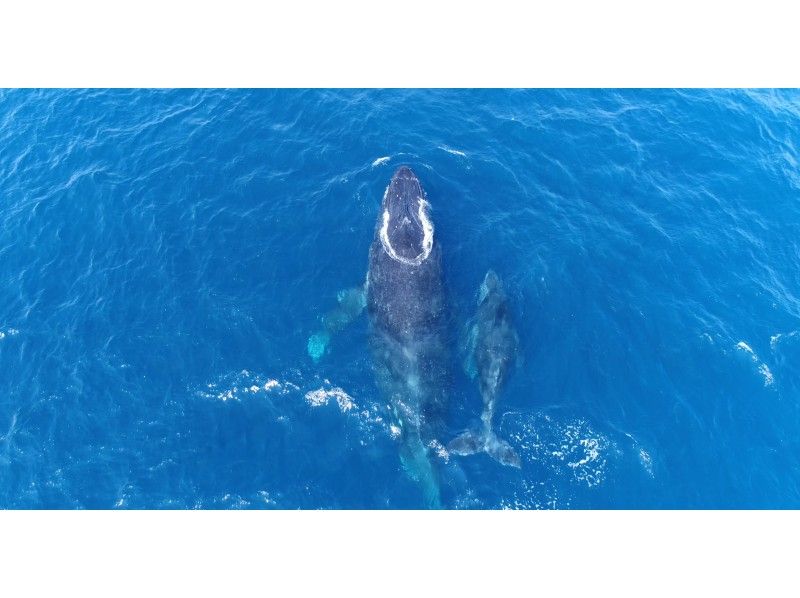 [沖縄·對於初學者，讓我們一起觀看附近強大的座頭鯨！鯨魚觀賞（半天課程）の紹介画像