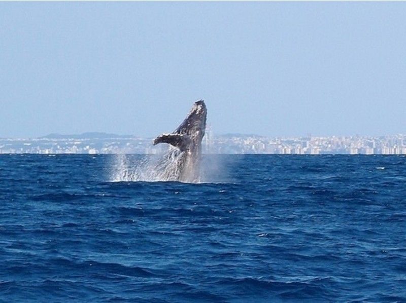 [오키나와· 초보자】 근처에서 박력있는 고래를보실 수 있습니다!고래워칭(고래관찰투어)(반나절 코스)の紹介画像