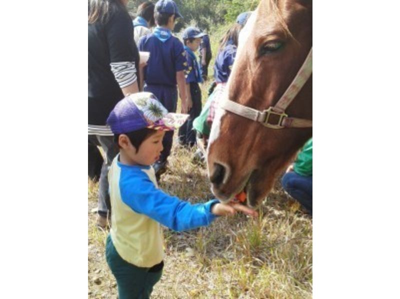 【山梨/山中湖】馬とのふれあい＆引き馬体験プログラム（団体10名～30名）の紹介画像