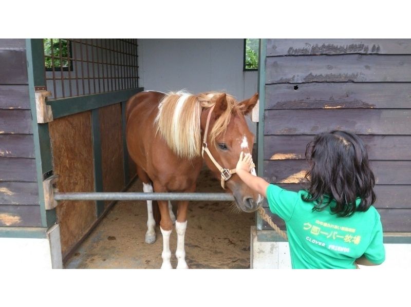 【山梨/山中湖】馬とのふれあい＆引き馬体験プログラム（団体10名～30名）の紹介画像