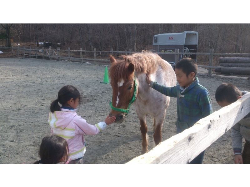 【山梨/山中湖】馬とのふれあい＆引き馬体験プログラム（団体10名～30名）の紹介画像